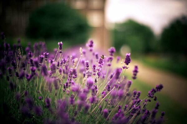 Purple lavender blooms near the path