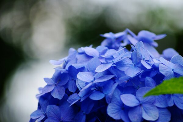 Fiore blu su sfondo sfocato