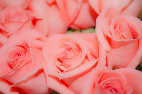 Viele schöne rosa Rosenknospen