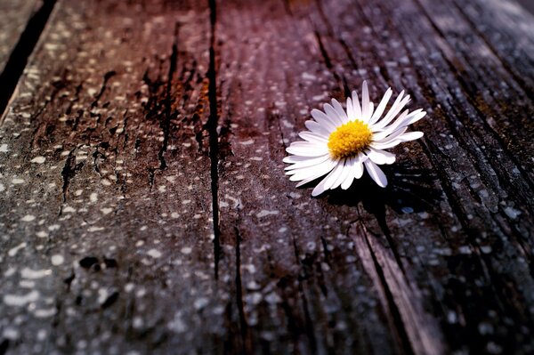 White field daisy on a wooden background