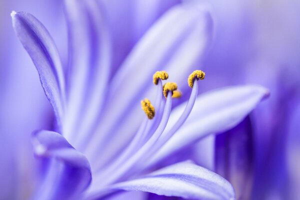 Fleur lilas avec étamines jaunes