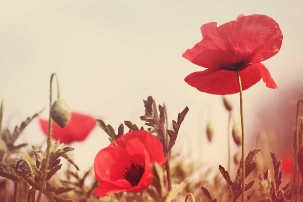 Fleurs de coquelicots de couleur rouge dans le champ