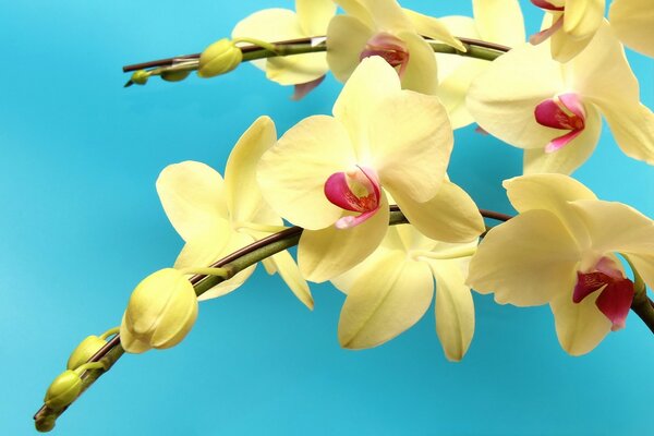 Branches d orchidées jaunes sur fond bleu