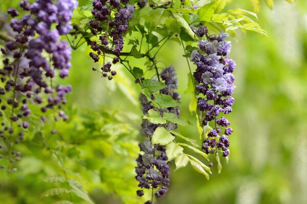 Wisteria flowers on a background of leaves