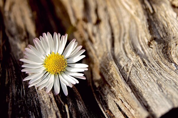 A daisy on a tree. Log. Flower