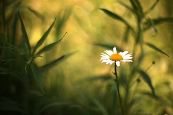 Camomille sur fond flou