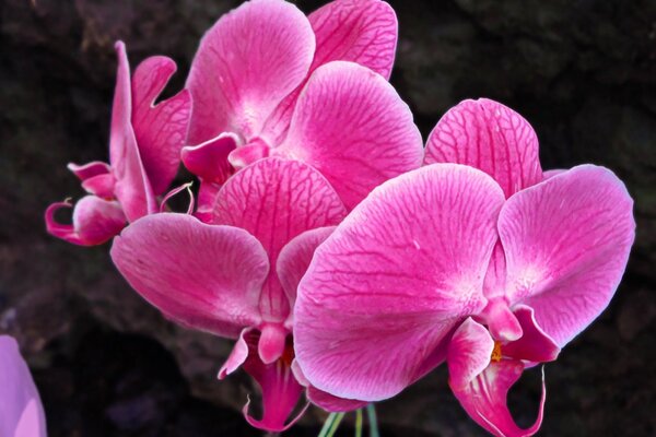 Unrealistically beautiful and delicate pink orchid