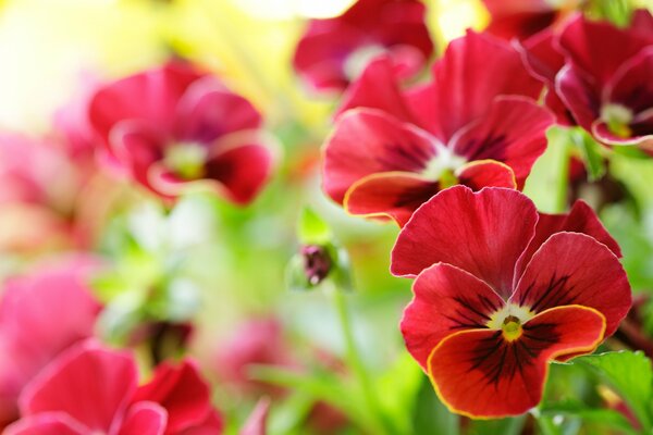 Viole del pensiero rosse. Immagine Macro