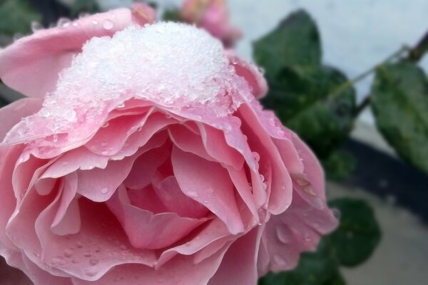 Nieve y gotas en pétalos de rosa