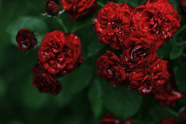 Beautiful printed red roses in water drops