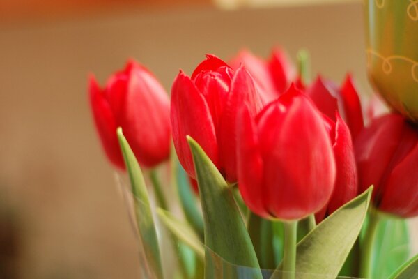 Ein Strauß roter Tulpen in einer Verpackung