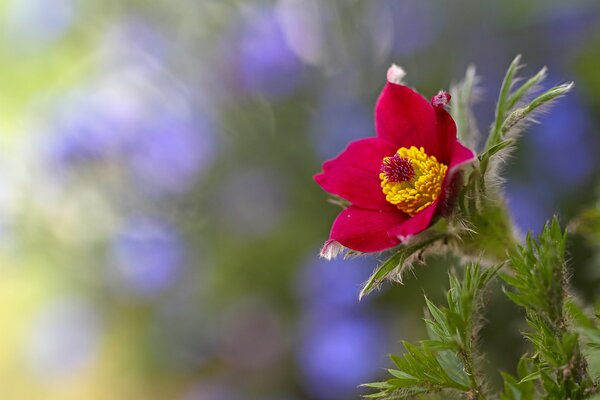 Flor roja sobre fondo borroso