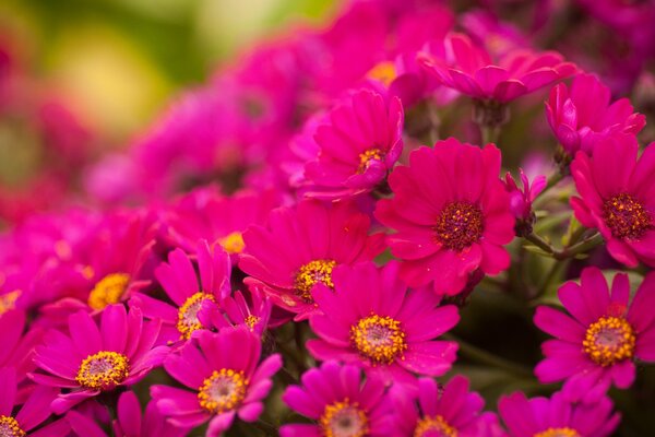 Beaucoup de chrysanthèmes roses brillants