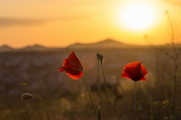 Flowers of red Makar on the background of the rising sun