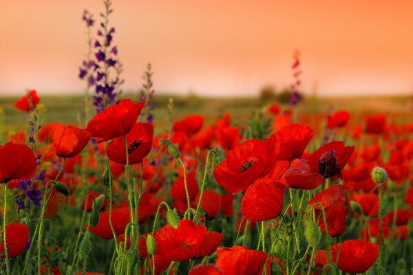 Tallos y flores de amapola al atardecer