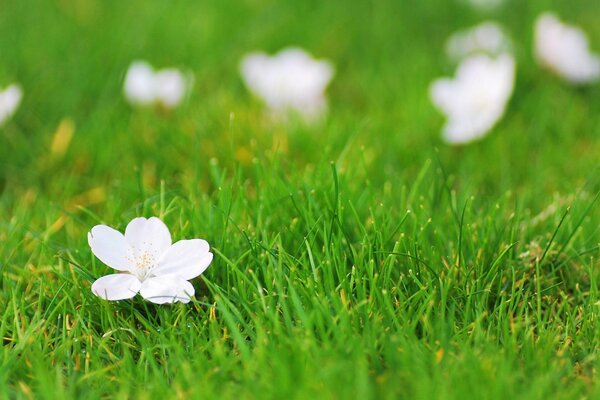 Flores blancas sobre hierba brillante