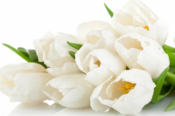 White tulips heralds of spring