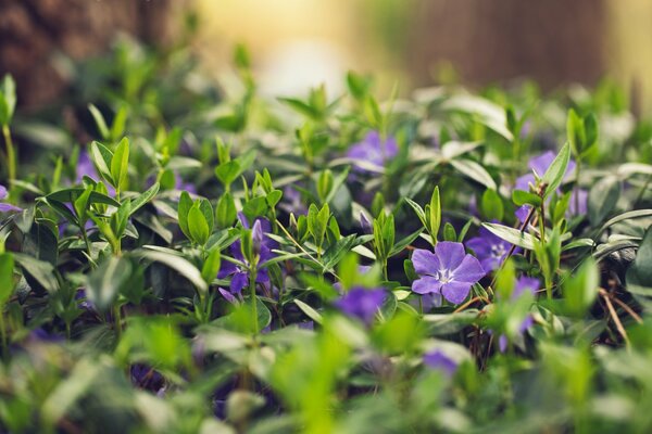 Fiori estivi selvatici con petali lilla