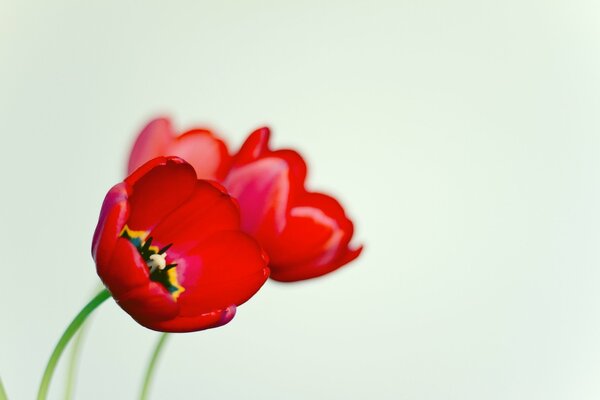 Roter Mohn auf blauem Hintergrund