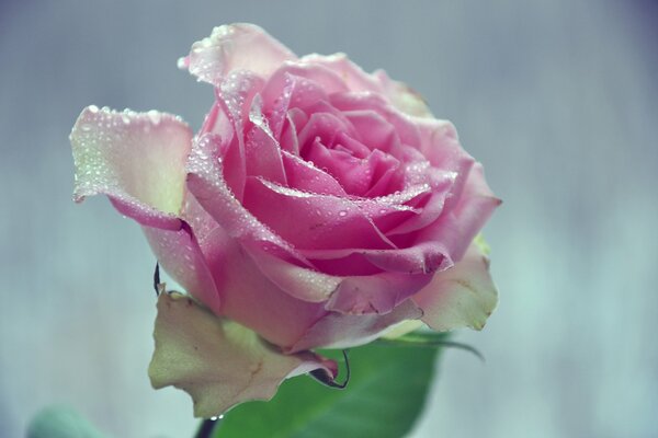 Water drops on rose petals