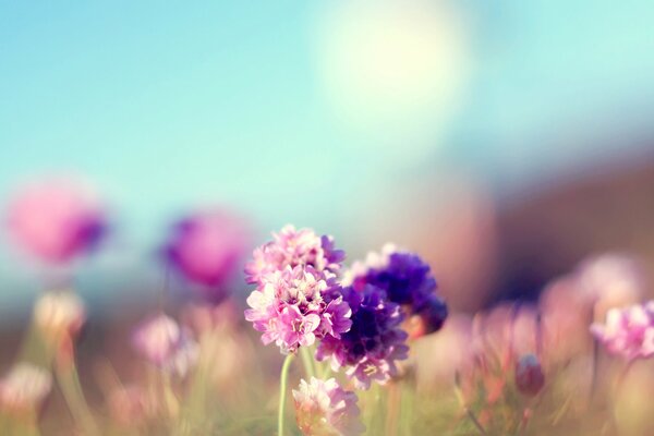 Photos de fleurs sauvages lilas en été