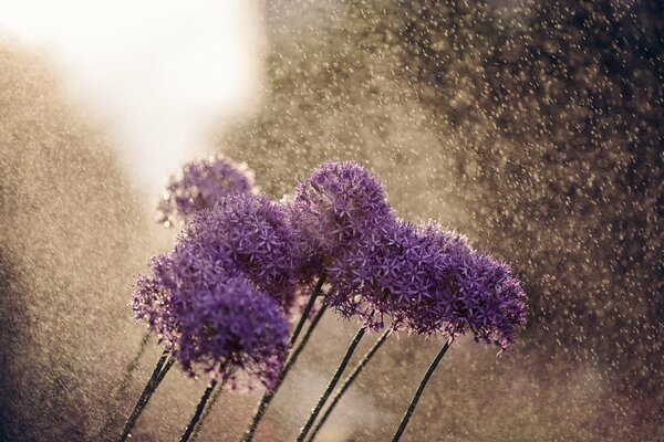 Fleurs violettes d Allium sous la pluie