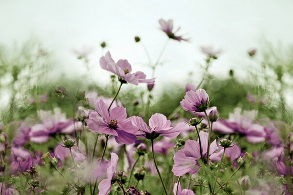 Wild flower pink cosmea