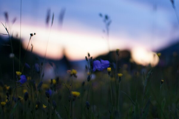 Macro shot of yellow and blue flowers at sunset