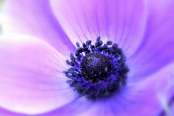 Anemone delicato anemone in macro