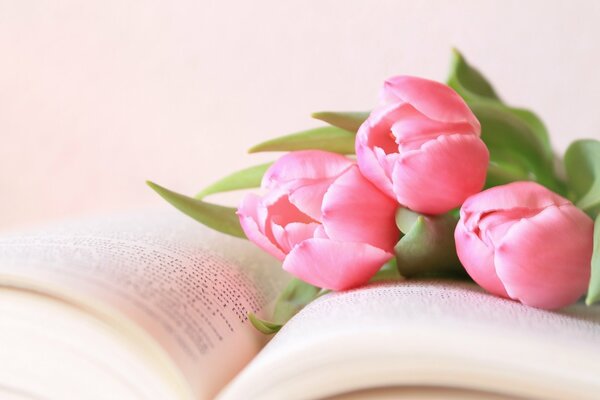 Różowe tulipany na otwartej książce