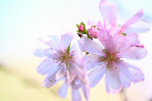 Boccioli delicati di colore rosa bianco