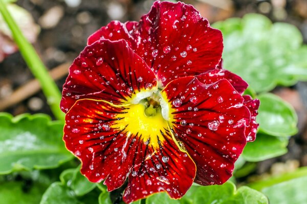 Gouttes de rosée sur les pensées