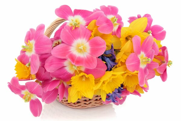 A basket of tulips and daffodils on a white background