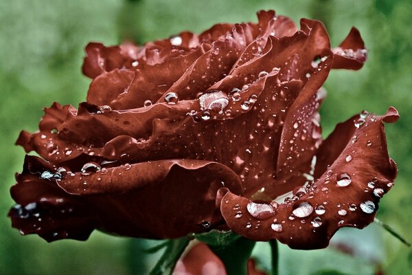 Makrofoto einer roten Rose mit Tautropfen auf den Blütenblättern