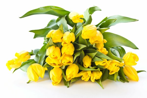 Bouquet de tulipes jaunes sur fond blanc