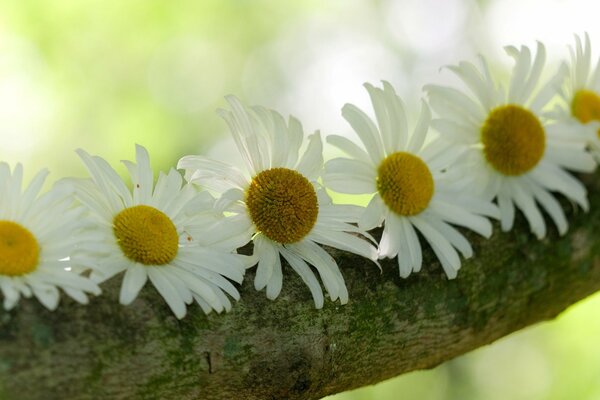 Sei margherite. Fiori sull albero