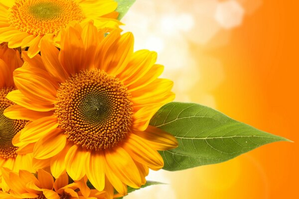 Bouquet di girasoli gialli e foglia verde