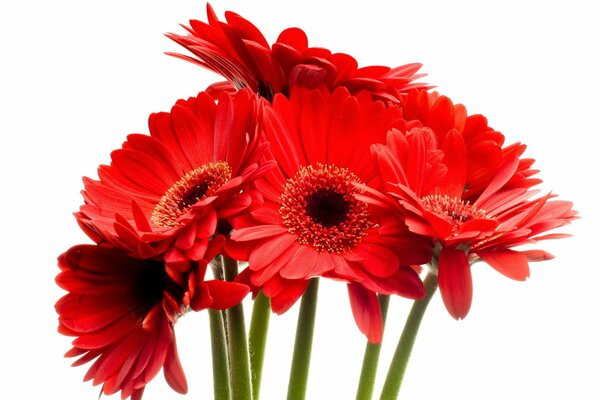 A small bouquet of red flowers