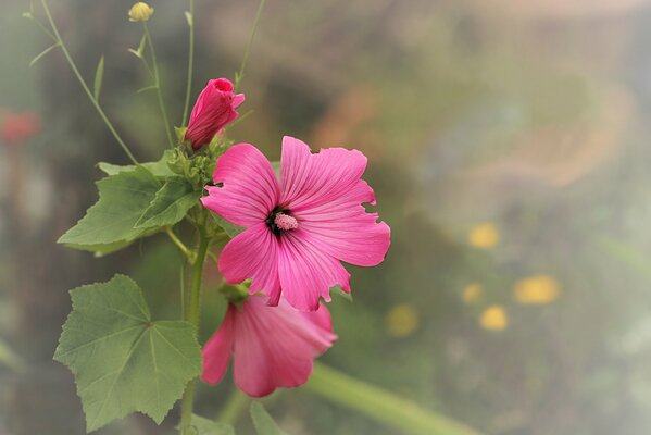 Pink mallow flowers background