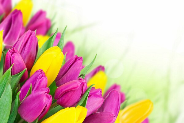 Żółte i różowe tulipany na 8 marca