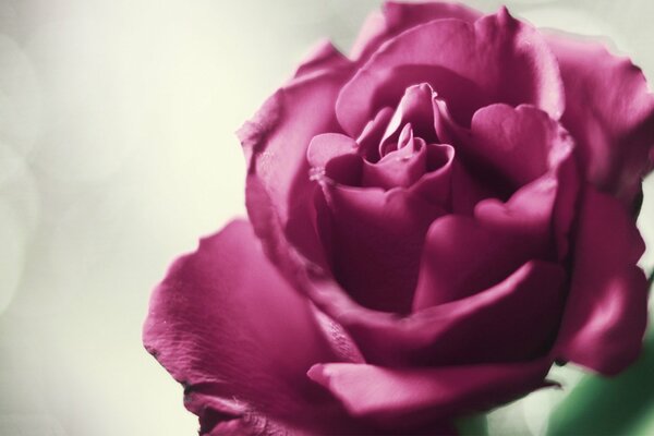 Rosa Rose Blume mit schönen Blütenblättern