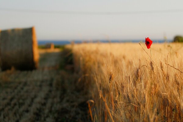 Eine helle Blume inmitten eines Weizenfeldes