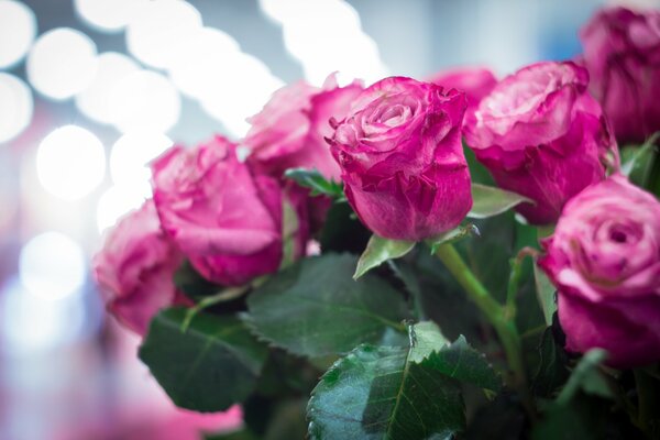 Rosas Rosadas, ramo de rosas, hermosas flores, ramo brillante