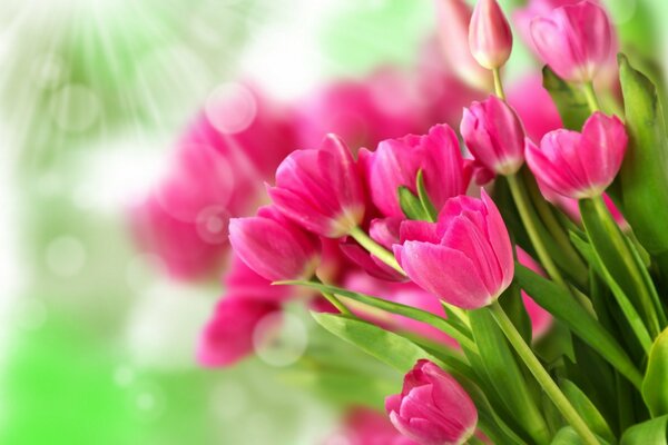 Bouquet of red tulips under the sun