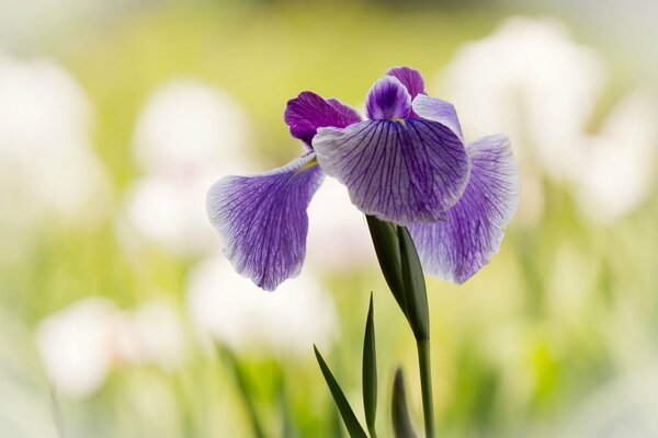 Fond d Iris lilas printanier