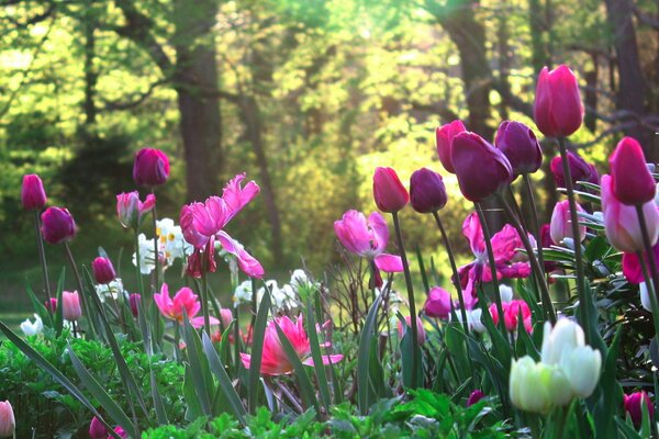 Eine große Vielfalt an sich wiederholenden Tulpen