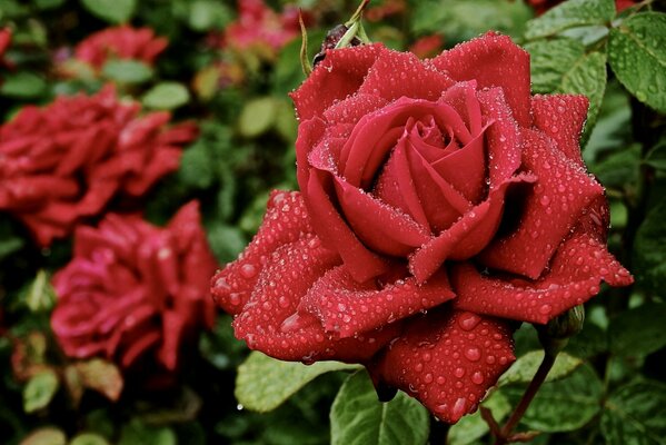 Красная роза и её прекрасные мокрые лепестки