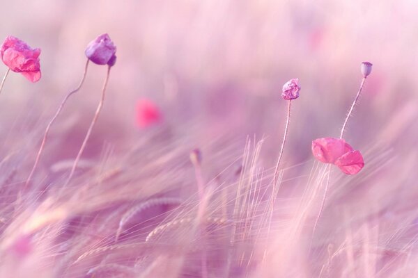 Pink flowers and wheat in the field