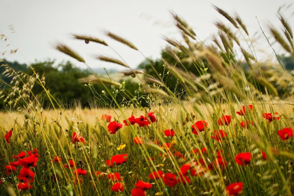 Floraison de pavot écarlate dans le champ