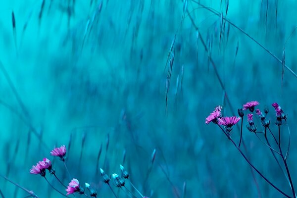 Bleu et lilas a fière allure